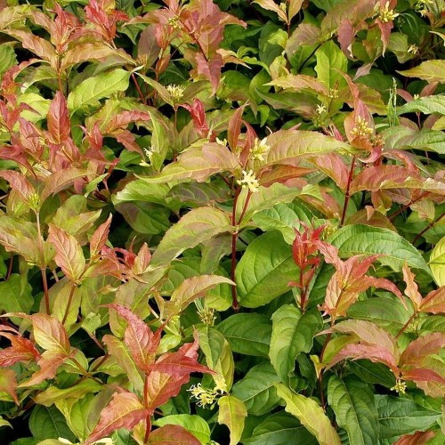 Diervilla sessilifolia 'Dise' - Teravalehine diervilla 'Dise' C5/5L